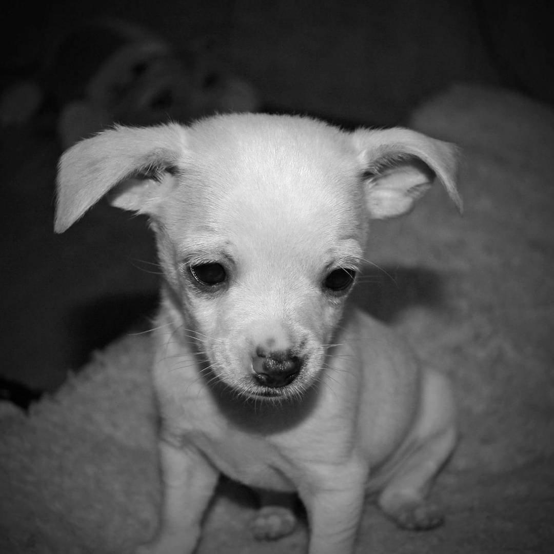 Пинчер спаниель