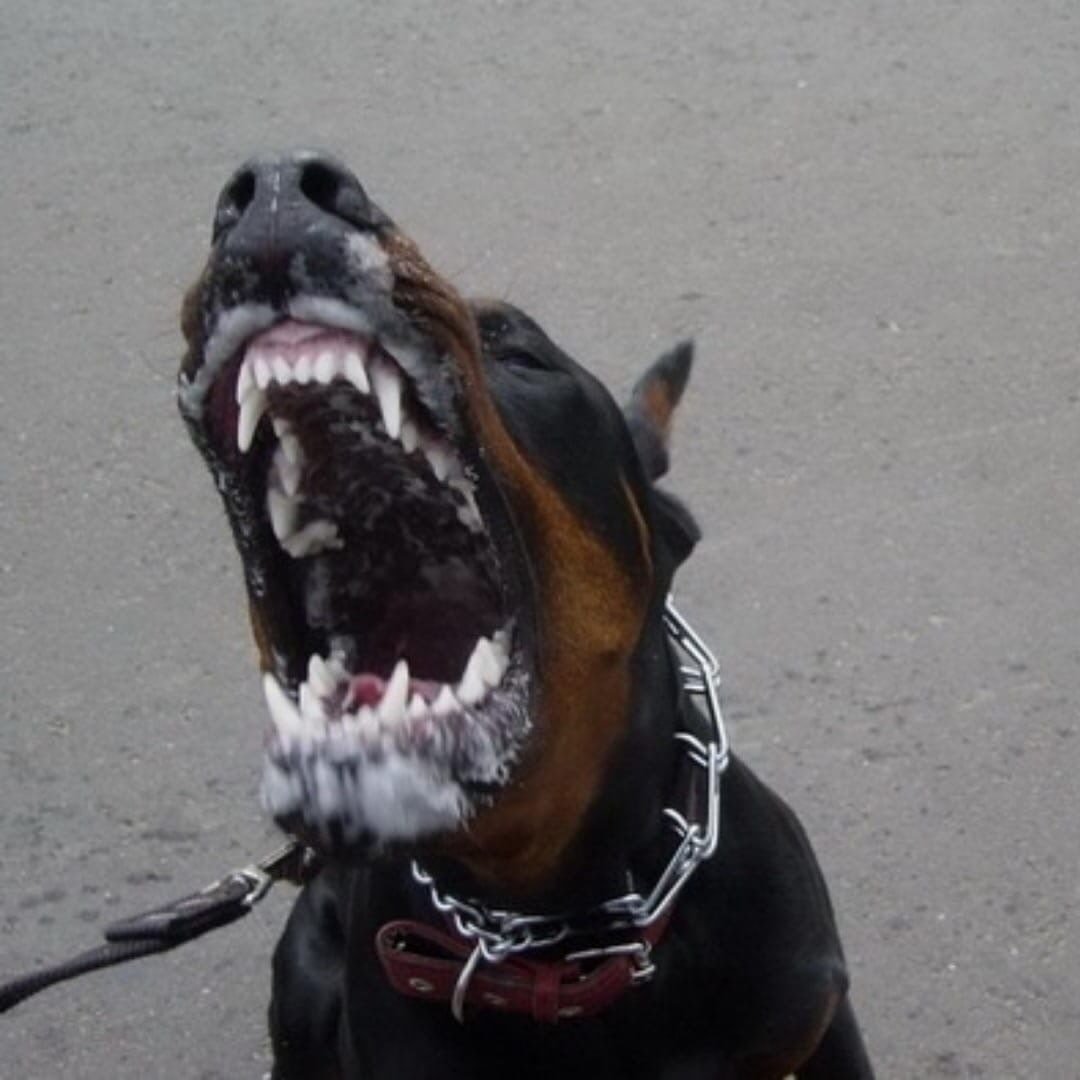 Агрессивная собака