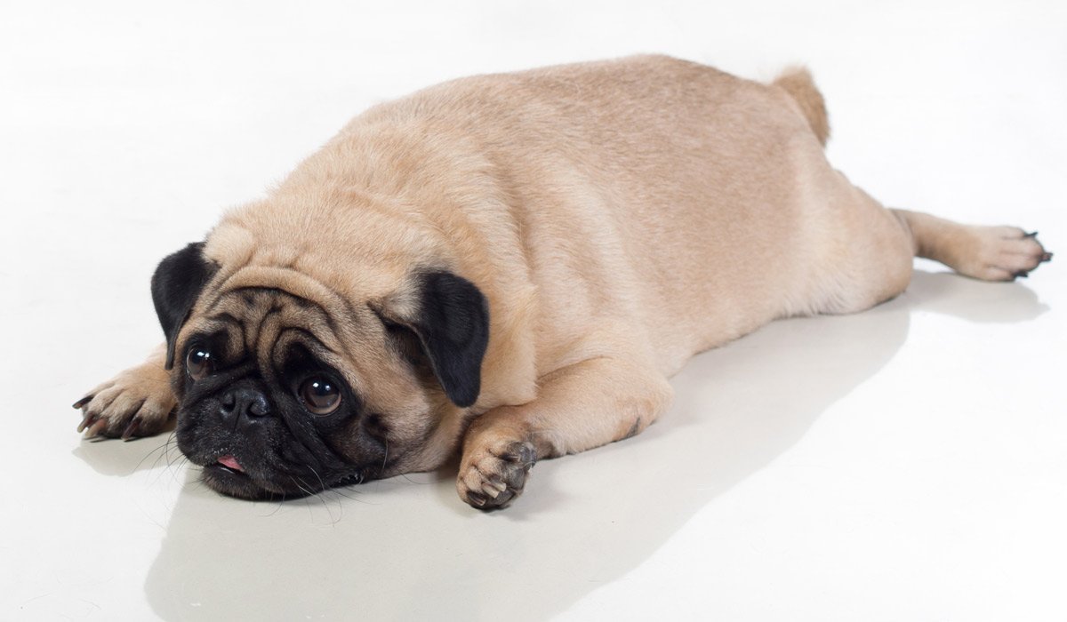 Собака Мопс толстый