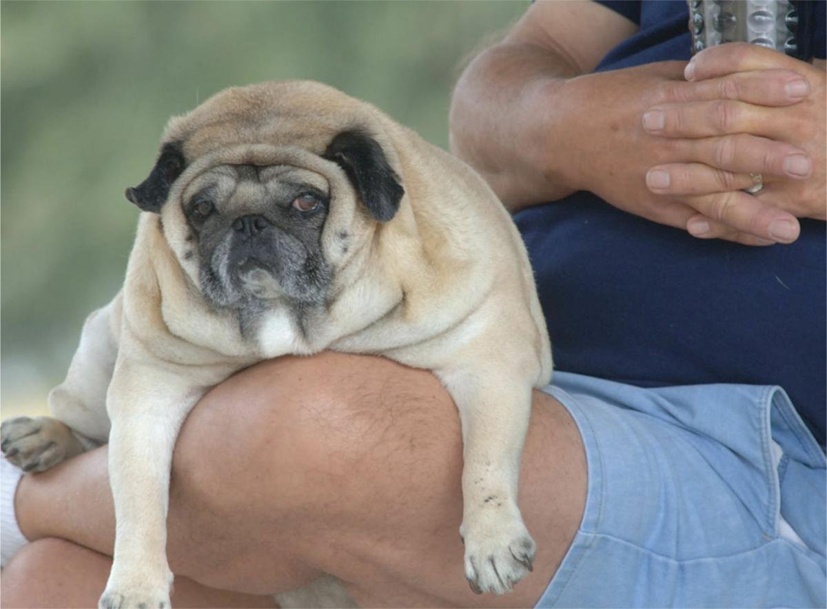 Самый толстый Мопс