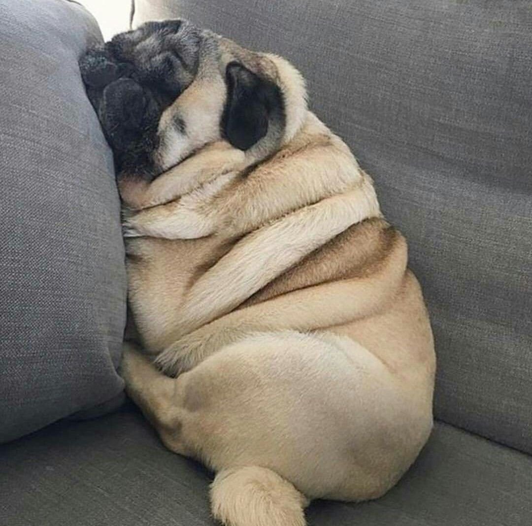 Толстый мопсик