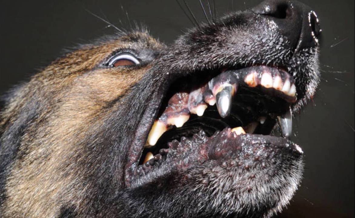 Оскаленный ротвейлер Доберман