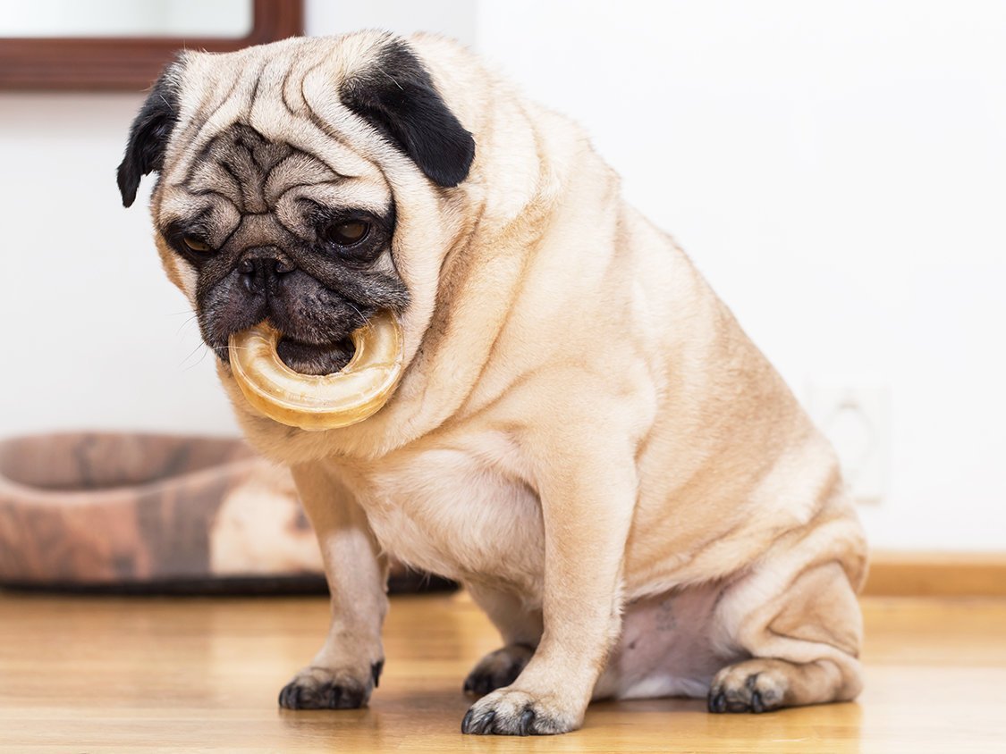 Толстые собаки