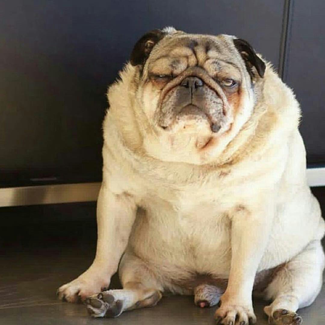 Собака Мопс толстый