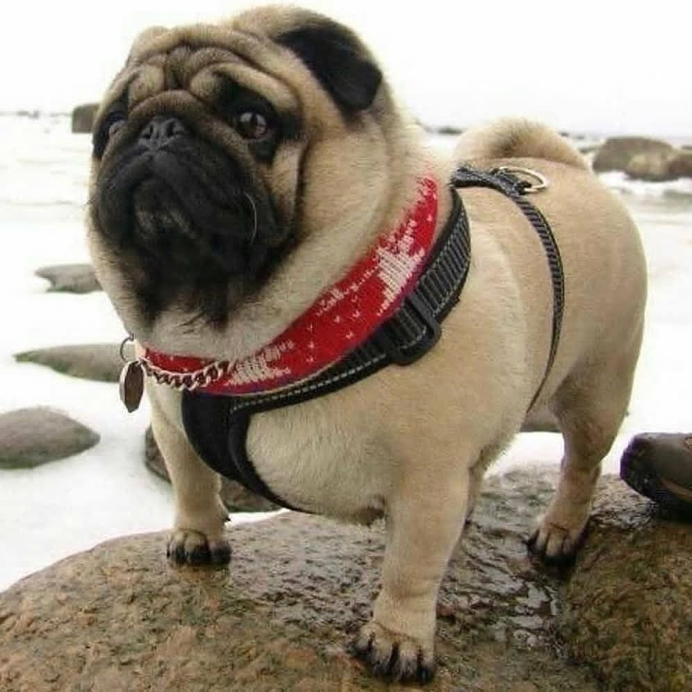 Толстенький Мопс