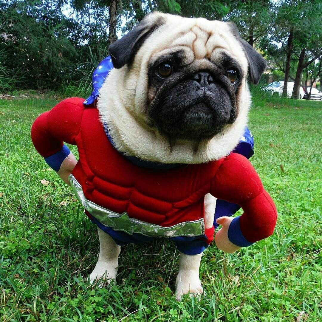 Мопс АМОГУС