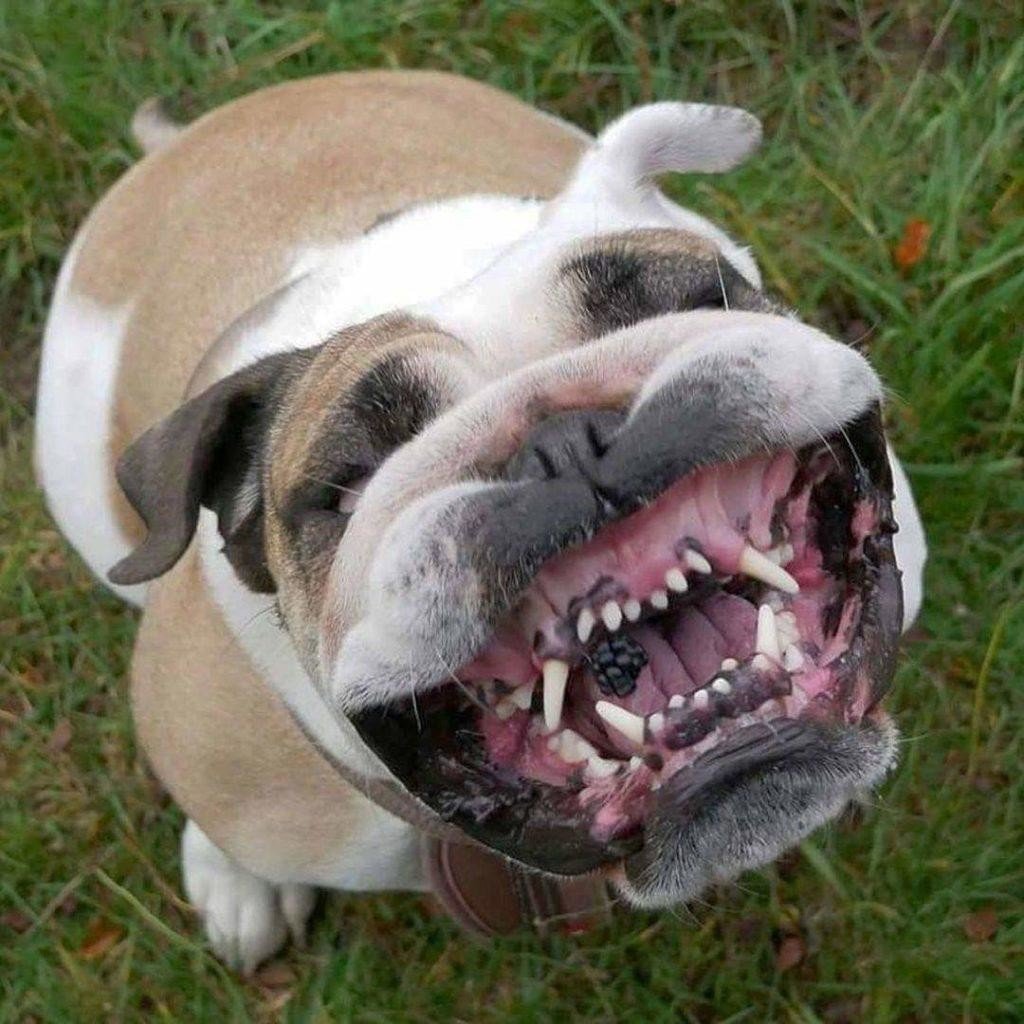 Питбуль оскал