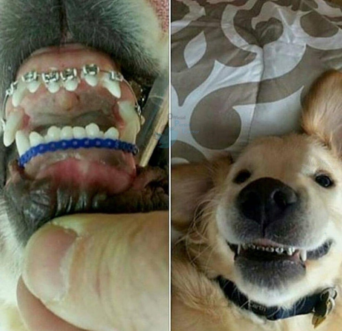 Эпулис ротовой полости у собак