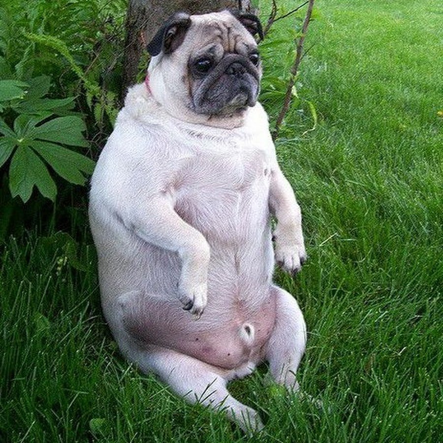 Ожиревший Мопс