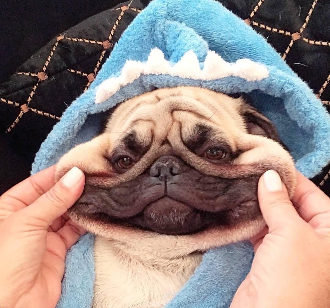 Прикольные мопсики