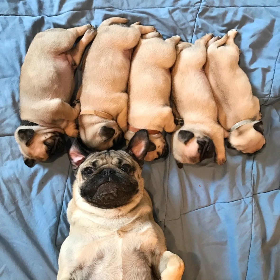 Недельные щенки МОПСА