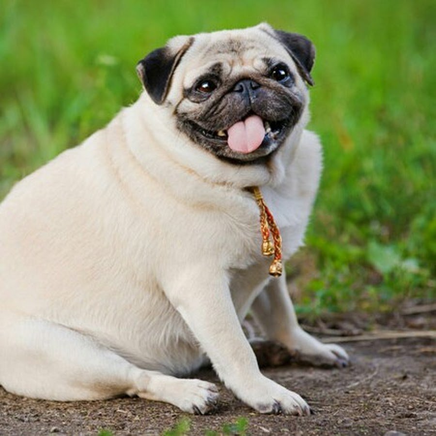 Тибетский Мопс