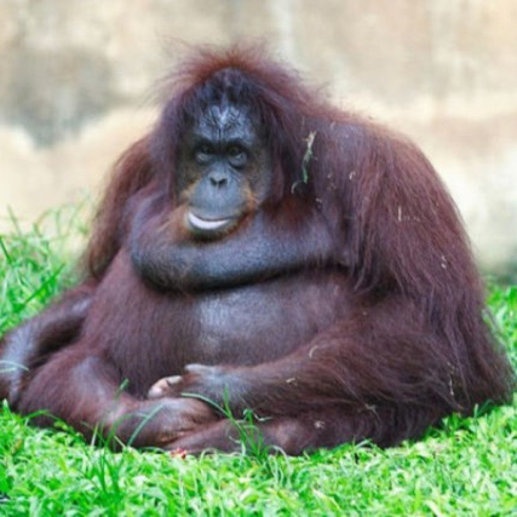 Толстые животные