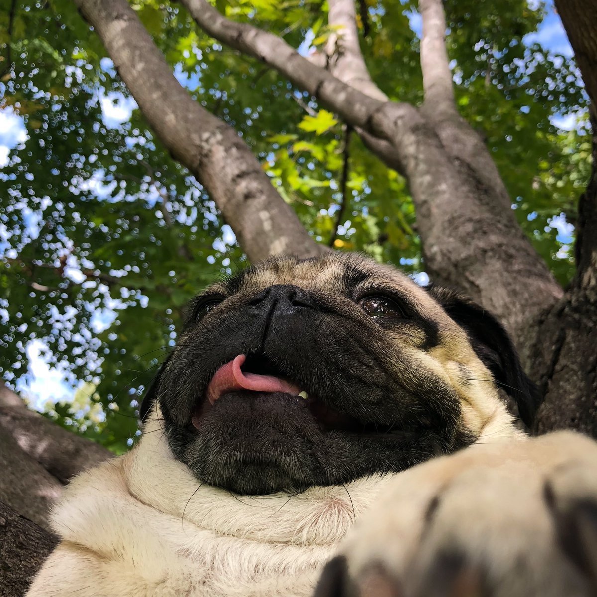 Пасть МОПСА