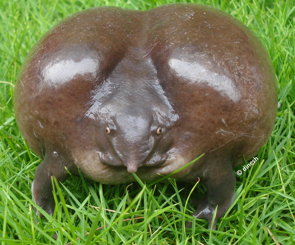 Ожирение у собак