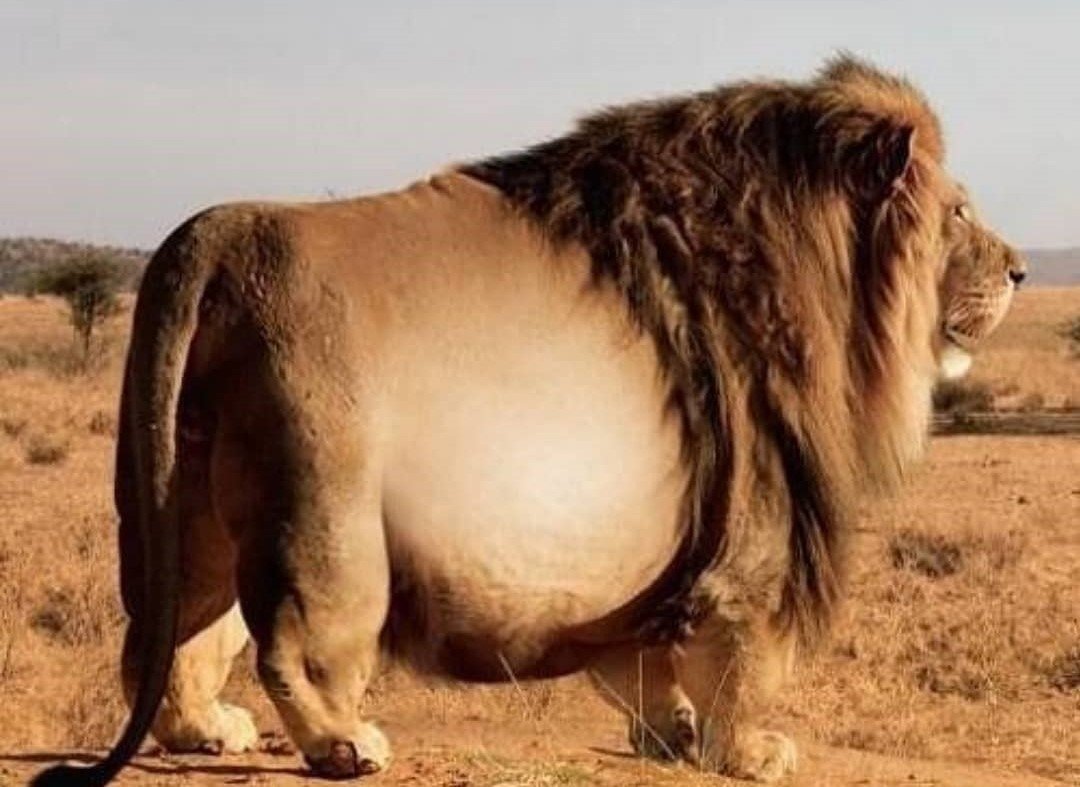 Мемный толстый кот