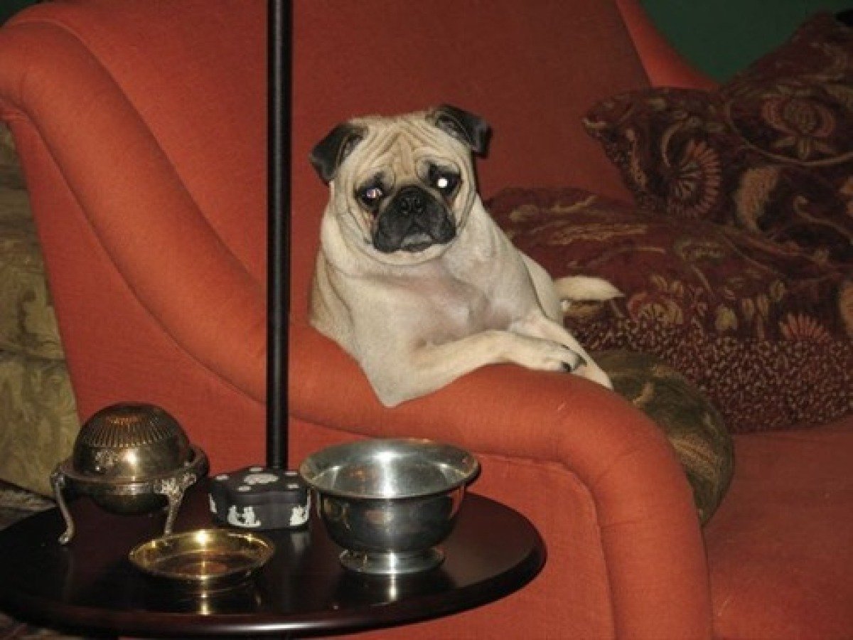 Мопс бульдог Мопс