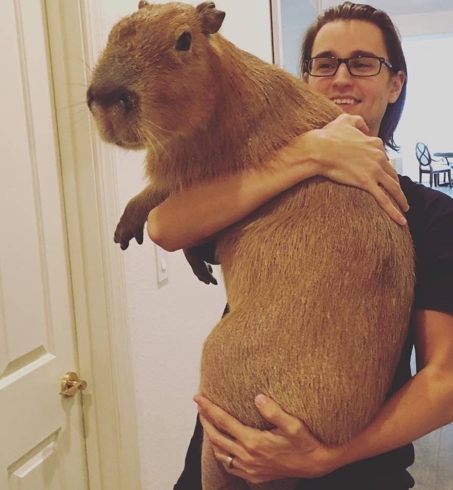 Glyphoglossus Molossus лягушка