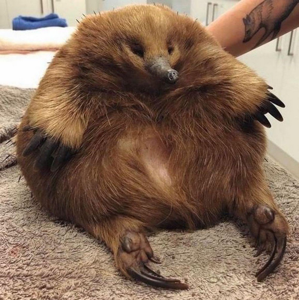 Мейшан порода