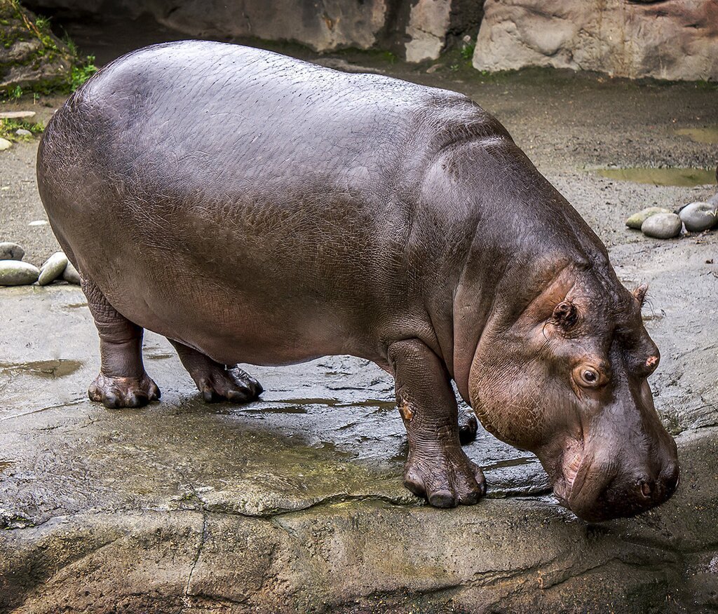 Нильский Бегемот