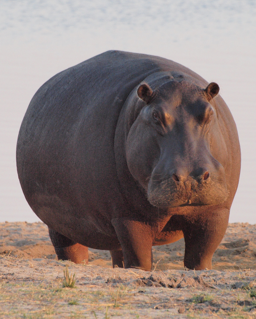 Лягушка злая щитоспинка