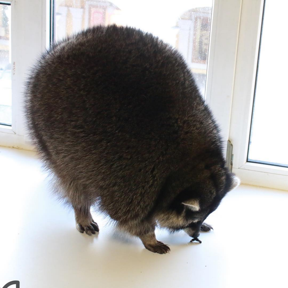 Южный морской слон размер