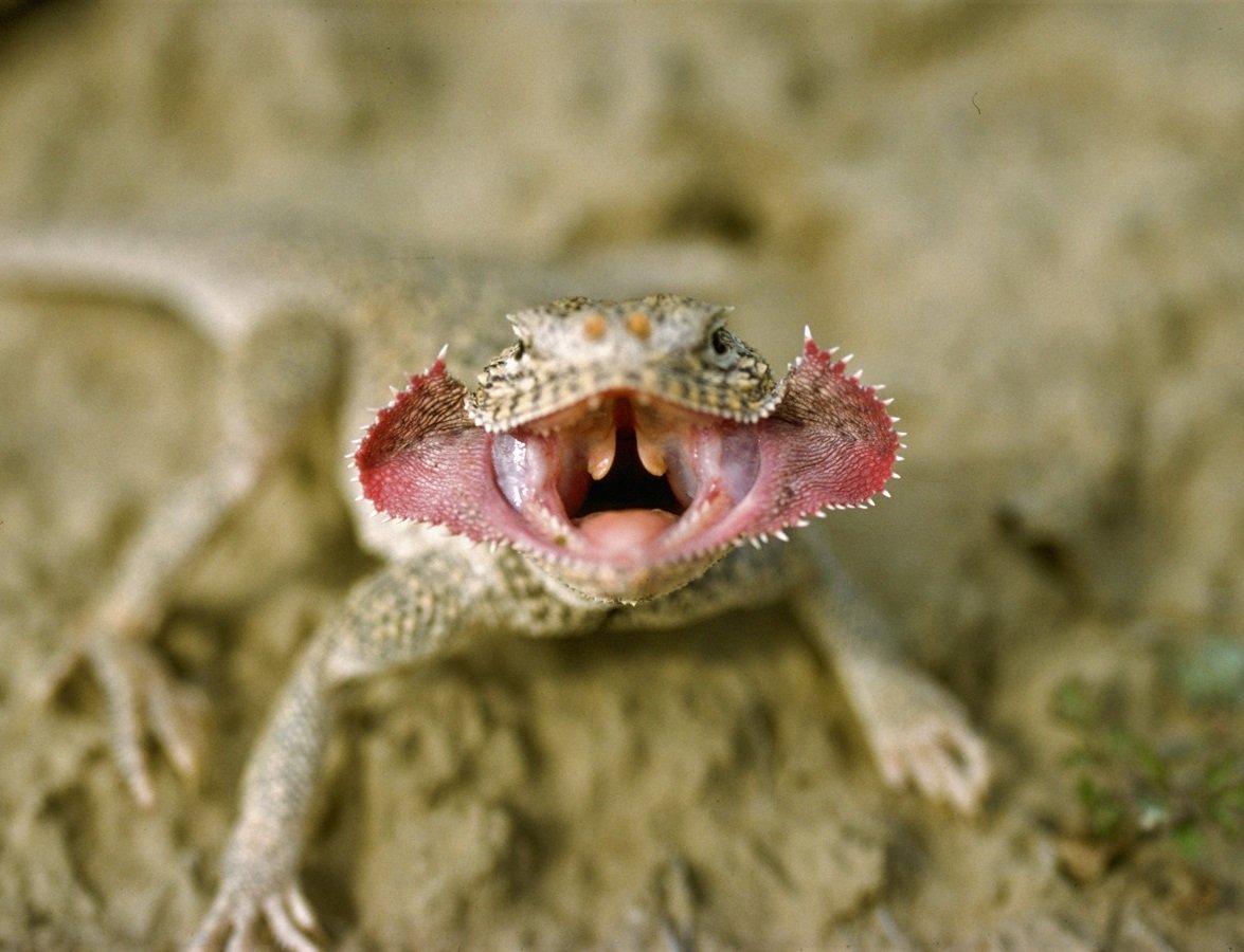 Рот ящерицы. Зубы ящерицы. Зубы ящерц. Ящерица с широкой челюстью.
