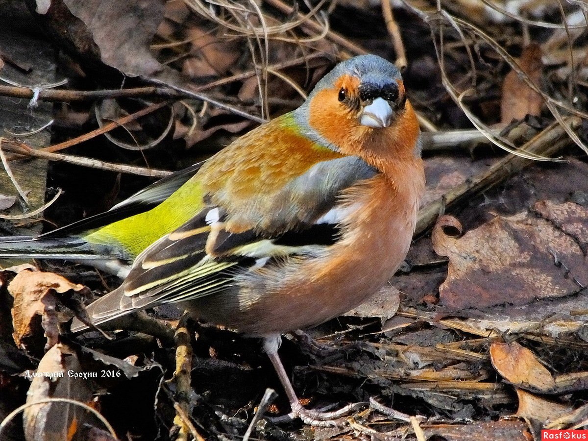 Зяблик рюмит