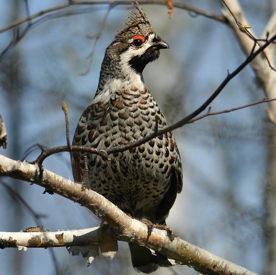 Рябчик обыкновенный