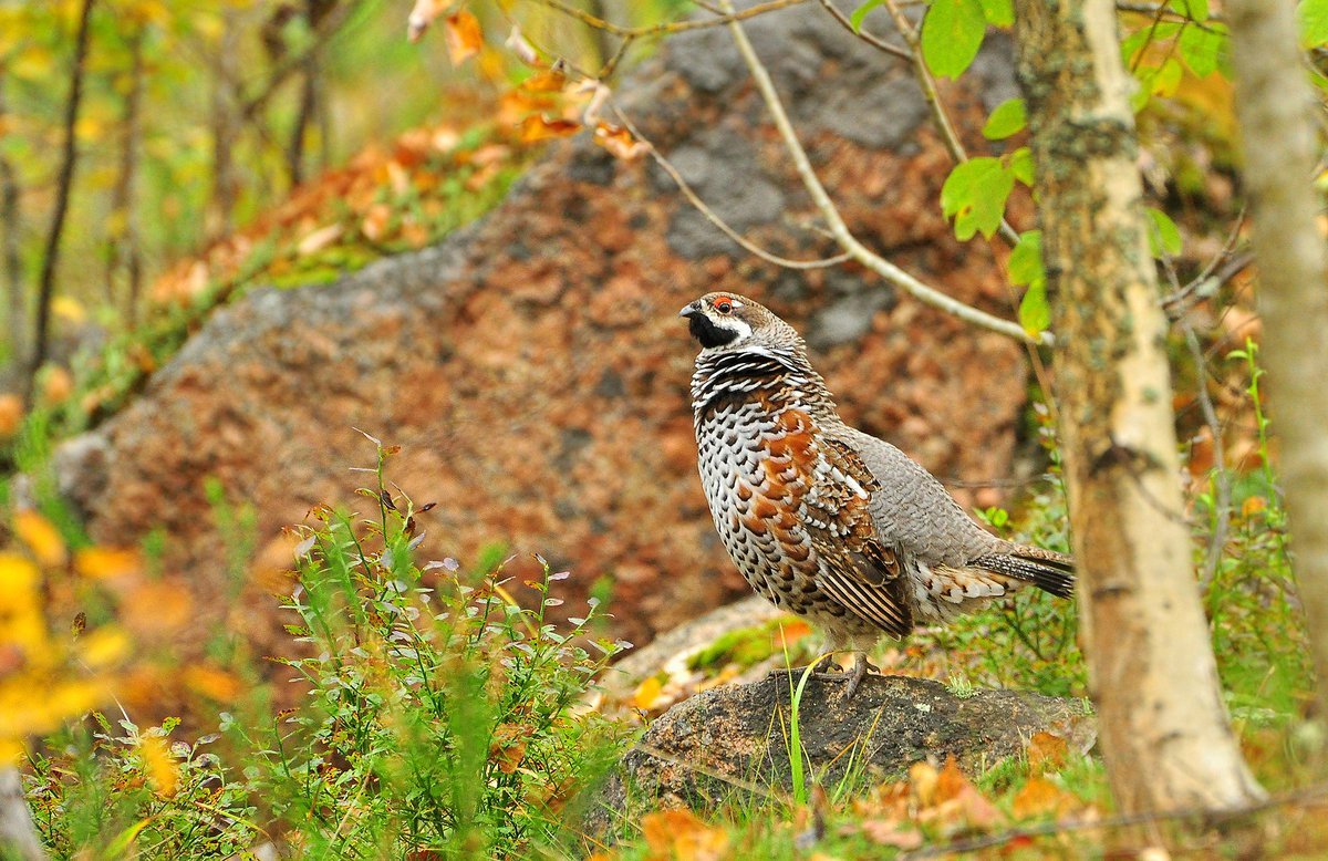 Лесная птица рябчик