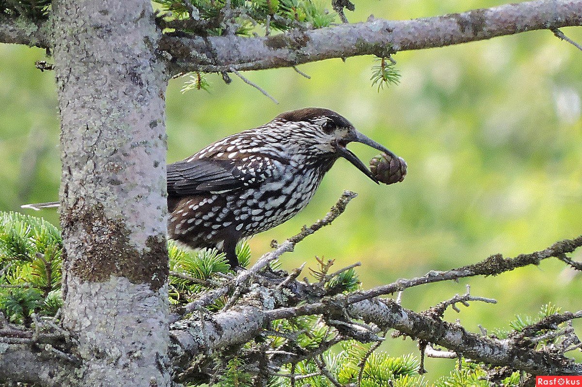 Кедровка Ореховка
