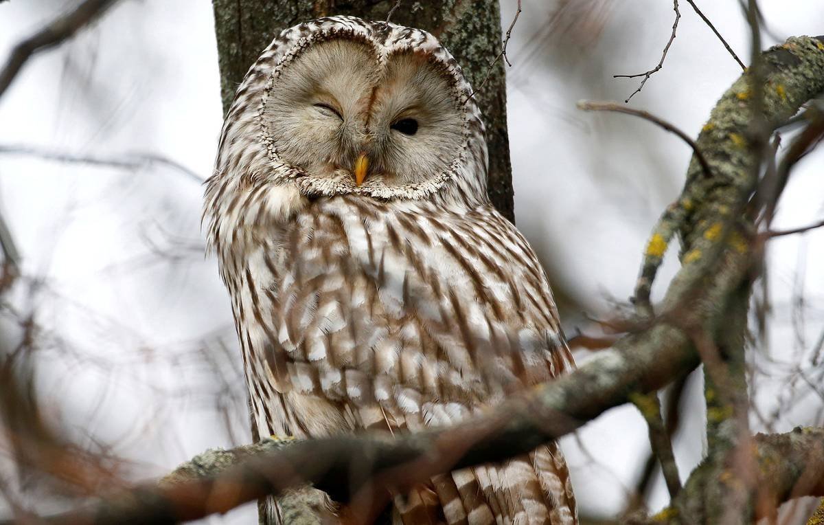 Длиннохвостая неясыть