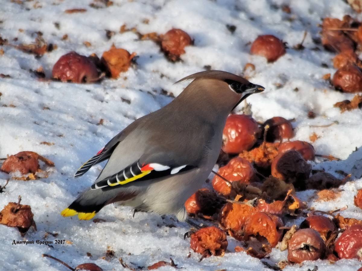 Свиристель Карельский