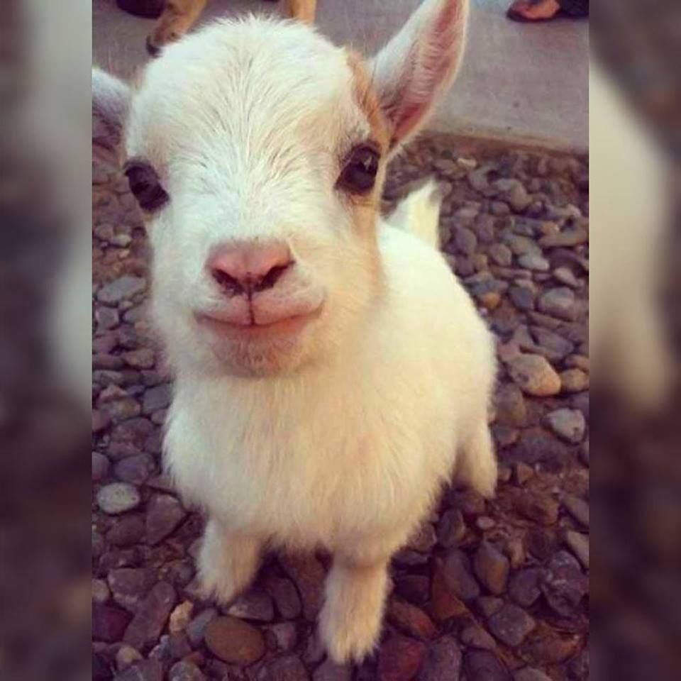 Обиженная Овечка