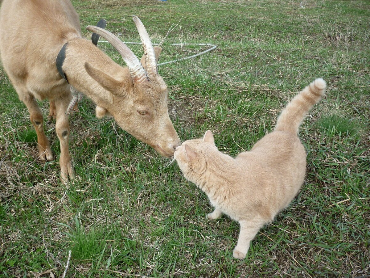 Козел в деревне