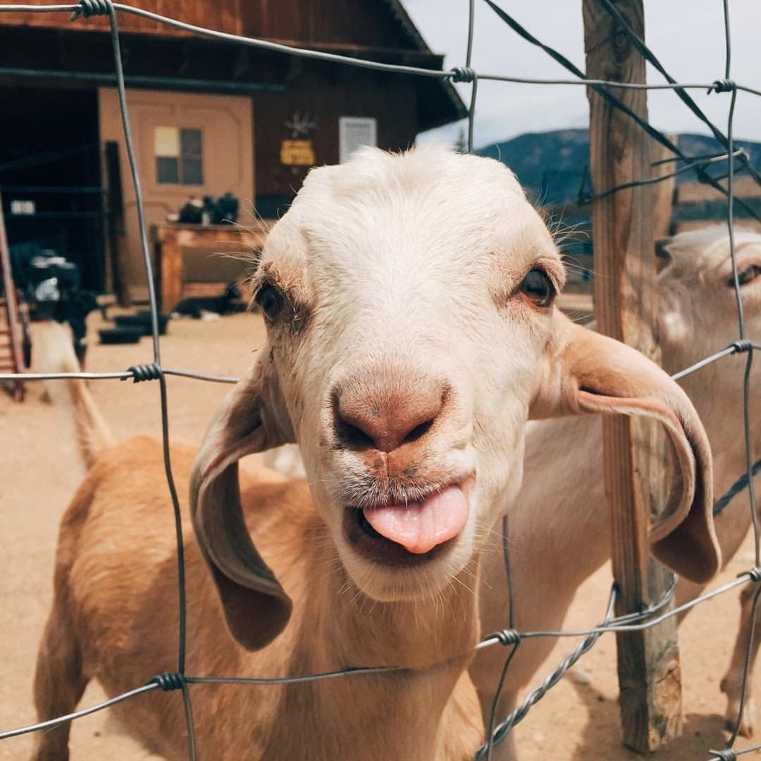 Коза улыбается