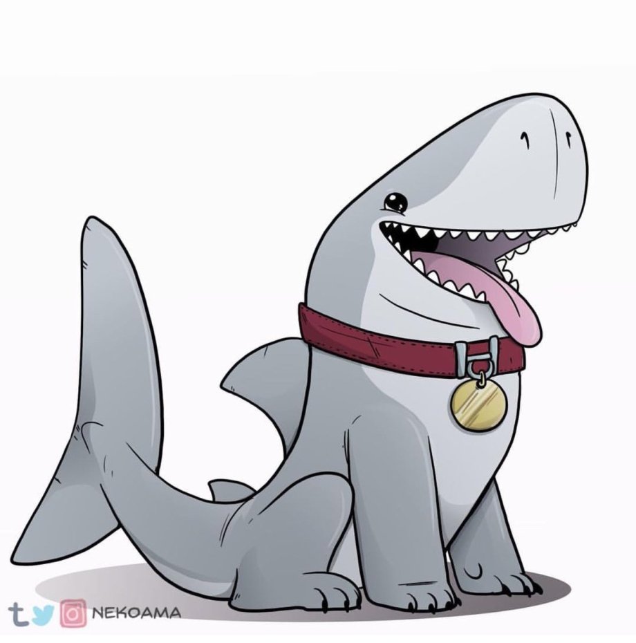 Собачья акула