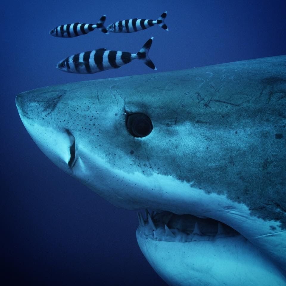 Акулы фотокнига