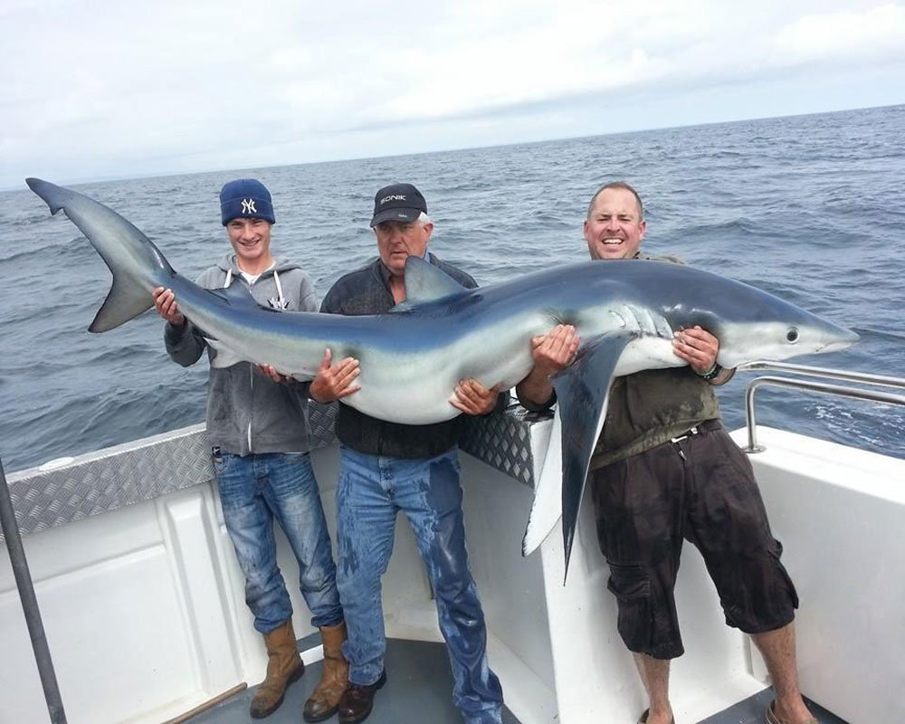 Португальская акула