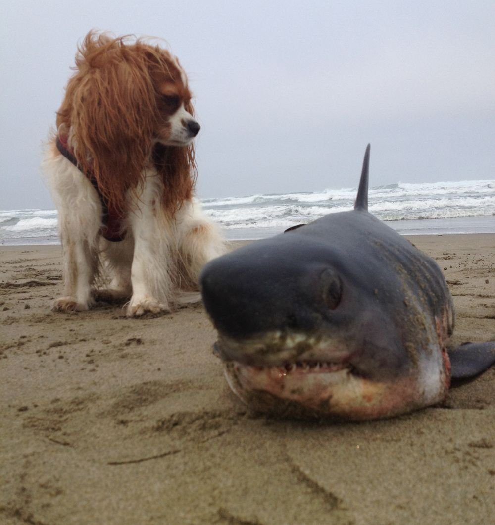 Португальская акула собака