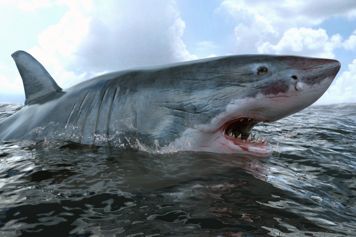 Акула сбоку