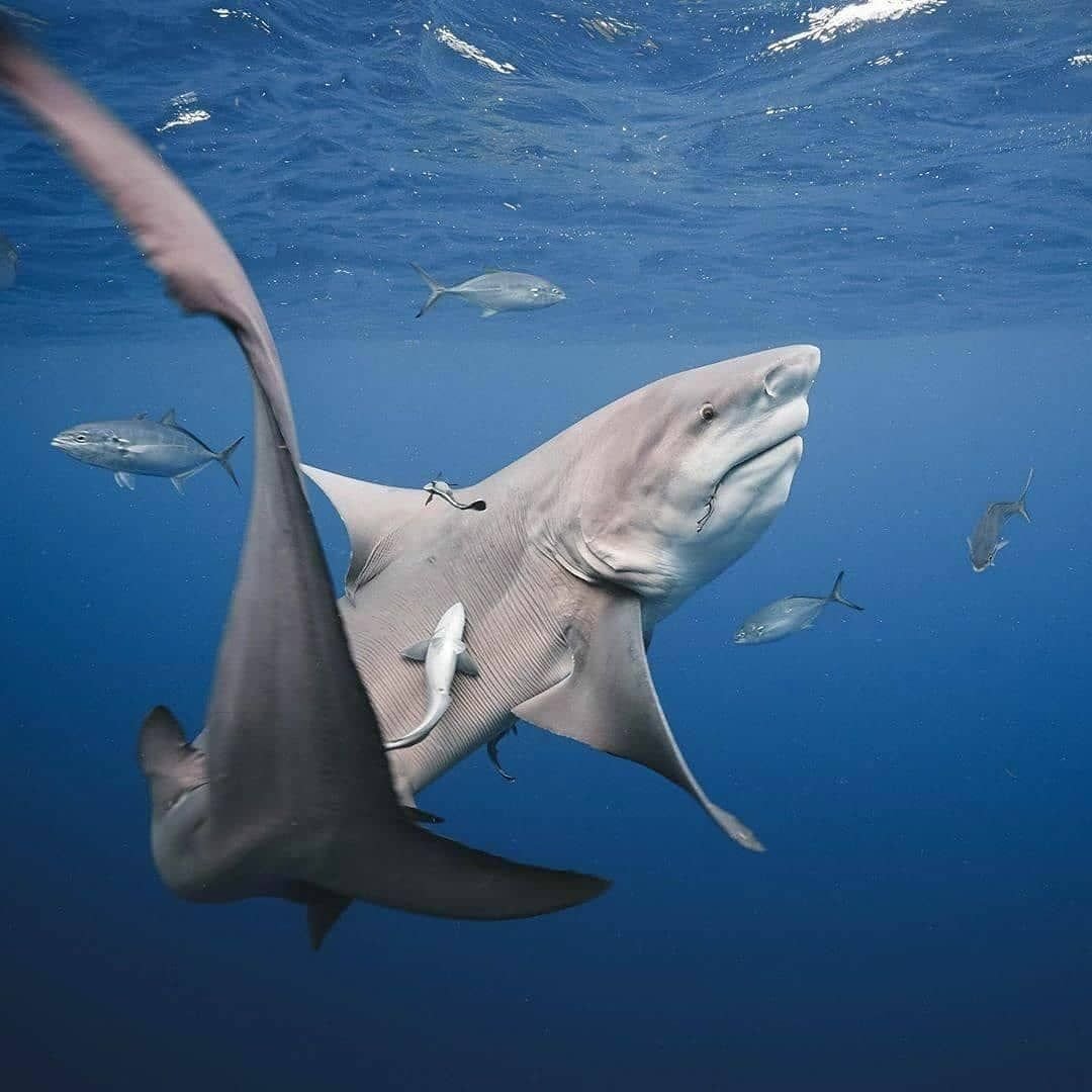 Хищные обитатели океана