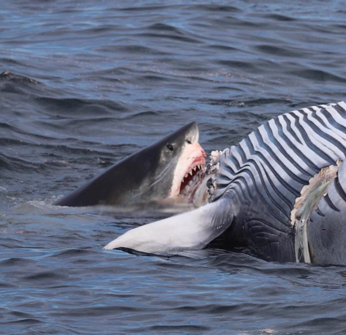 Касатка ,акула,белая акула,кит ,кит убийца