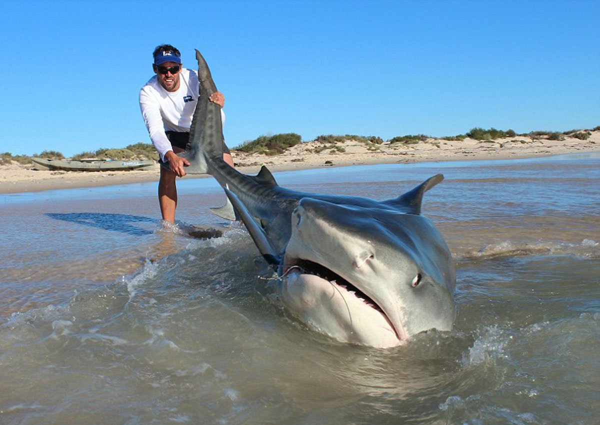 Акула и фугу