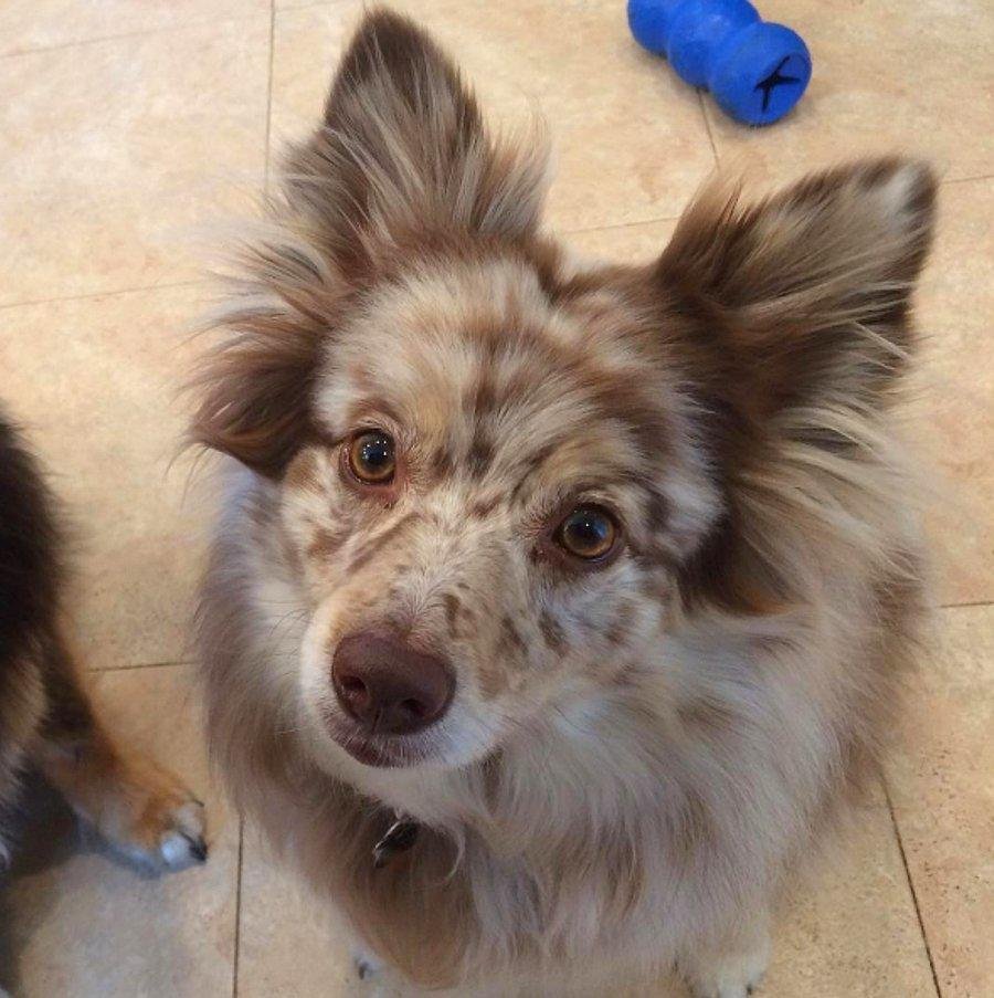 Корги и чихуахуа