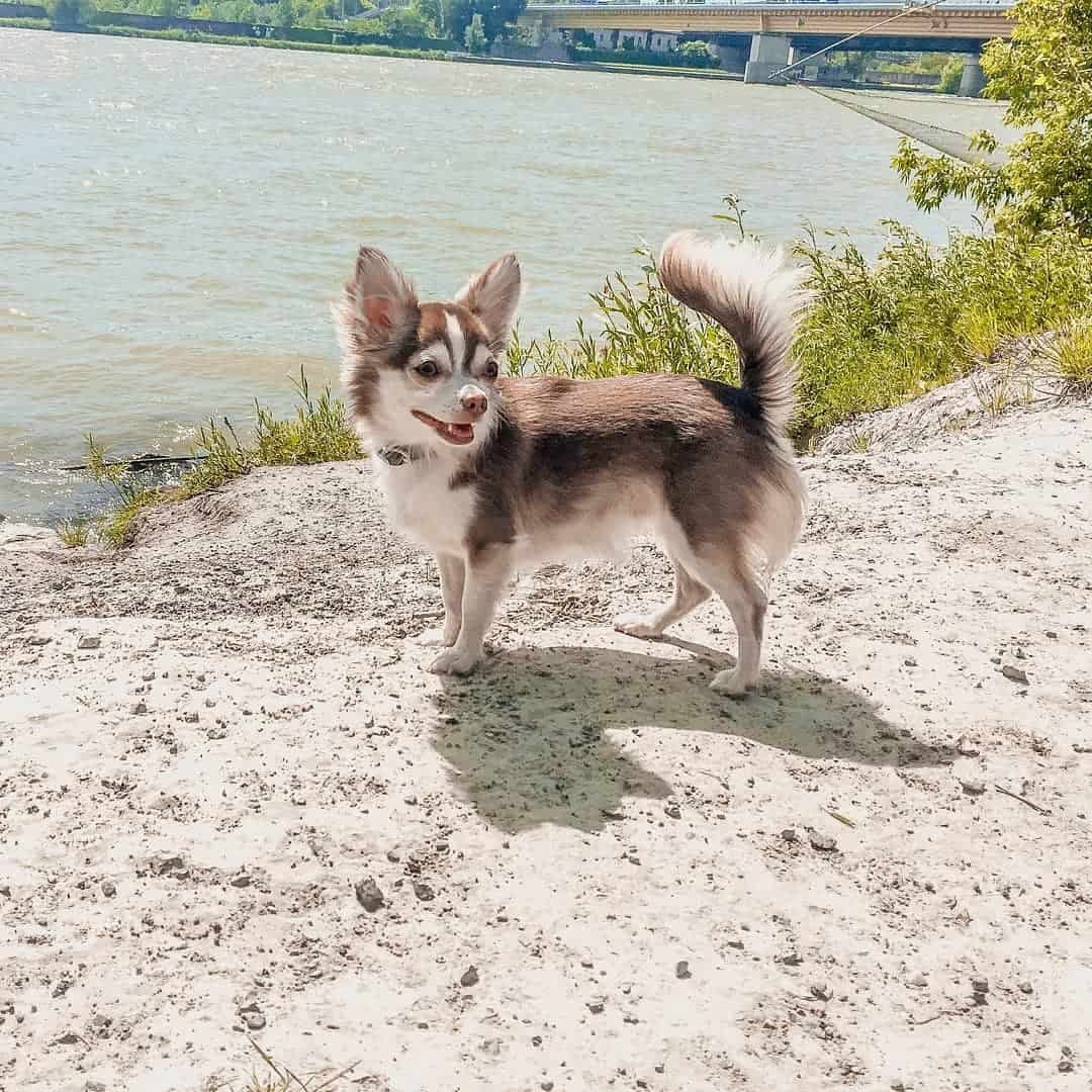 Смесь хаски и дворняжки