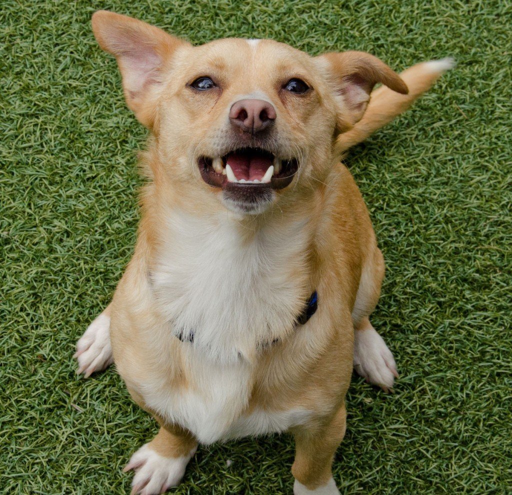 Смешанные породы