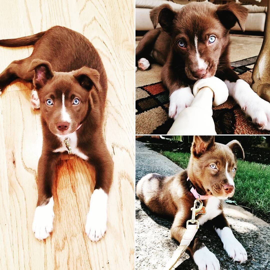 Смесь хаски и чау-чау