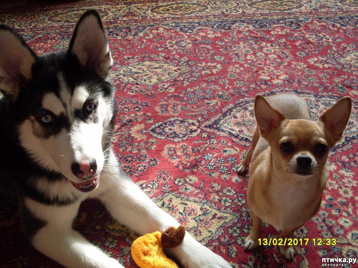 Помесь хаски и чихуахуа