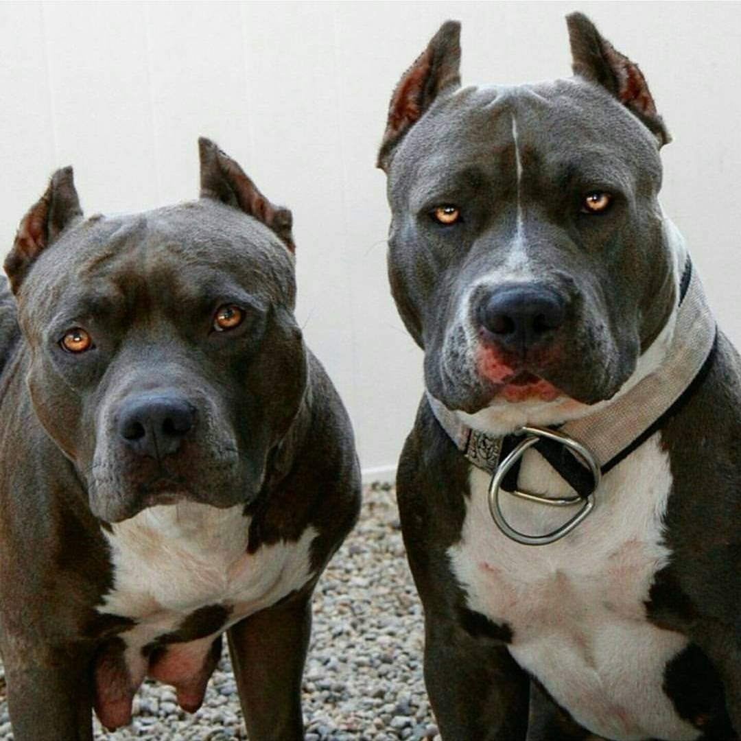 Приколы про питбулей